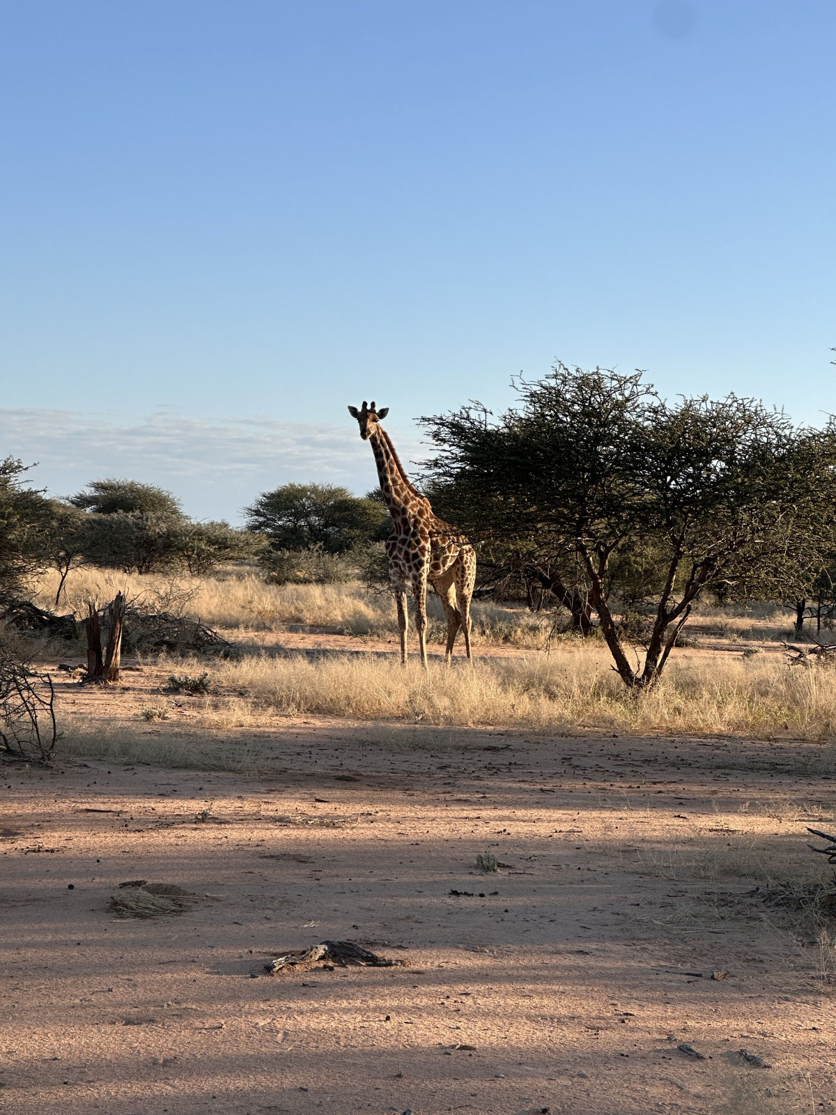 Giraffe spotted during a safari on the Camlog incentive trip